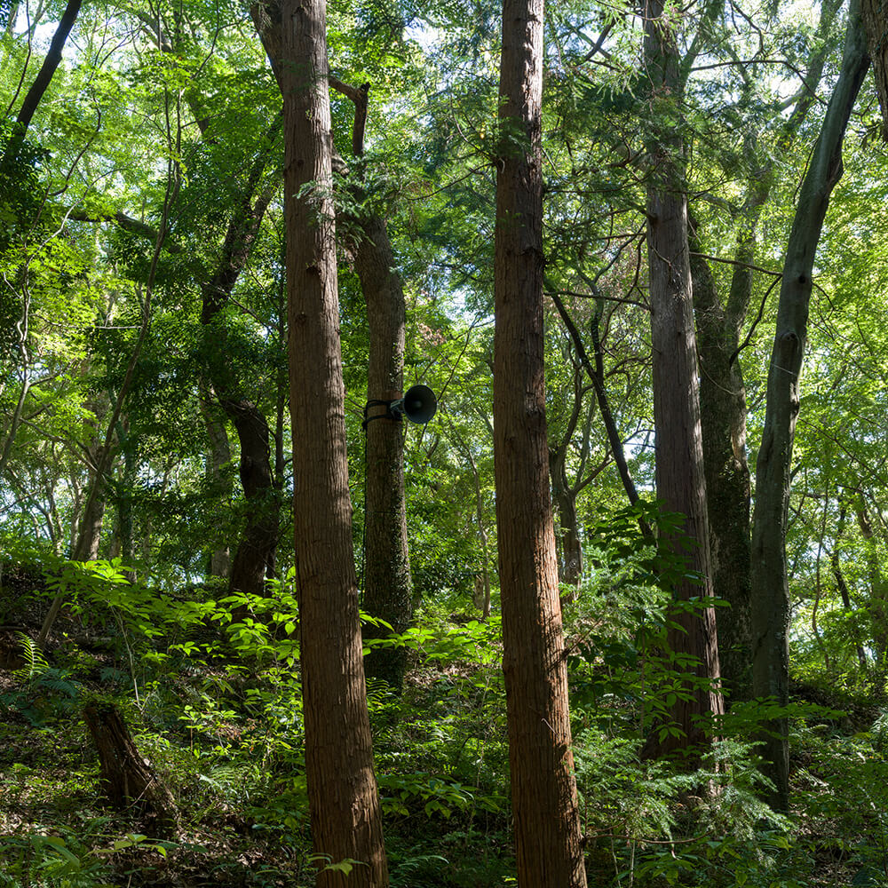 The Trees Listen(ツリーズ・リッスン) の作品写真